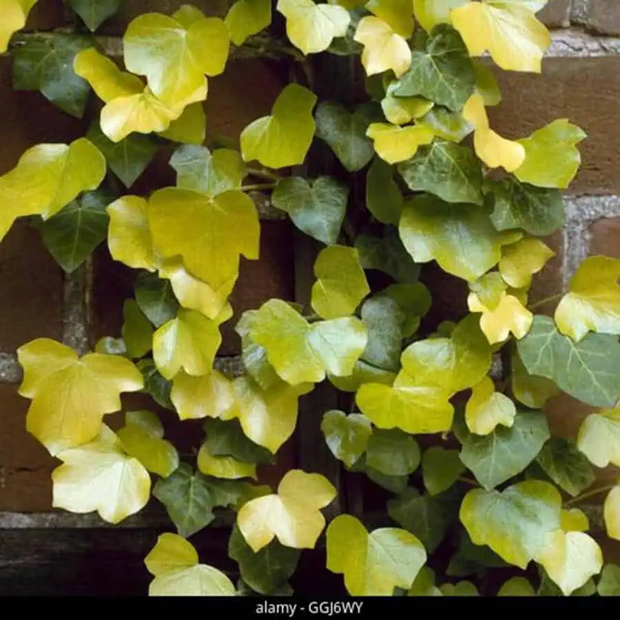 Buttercup ivy with bright yellow-green leaves climbing against a brick wall.