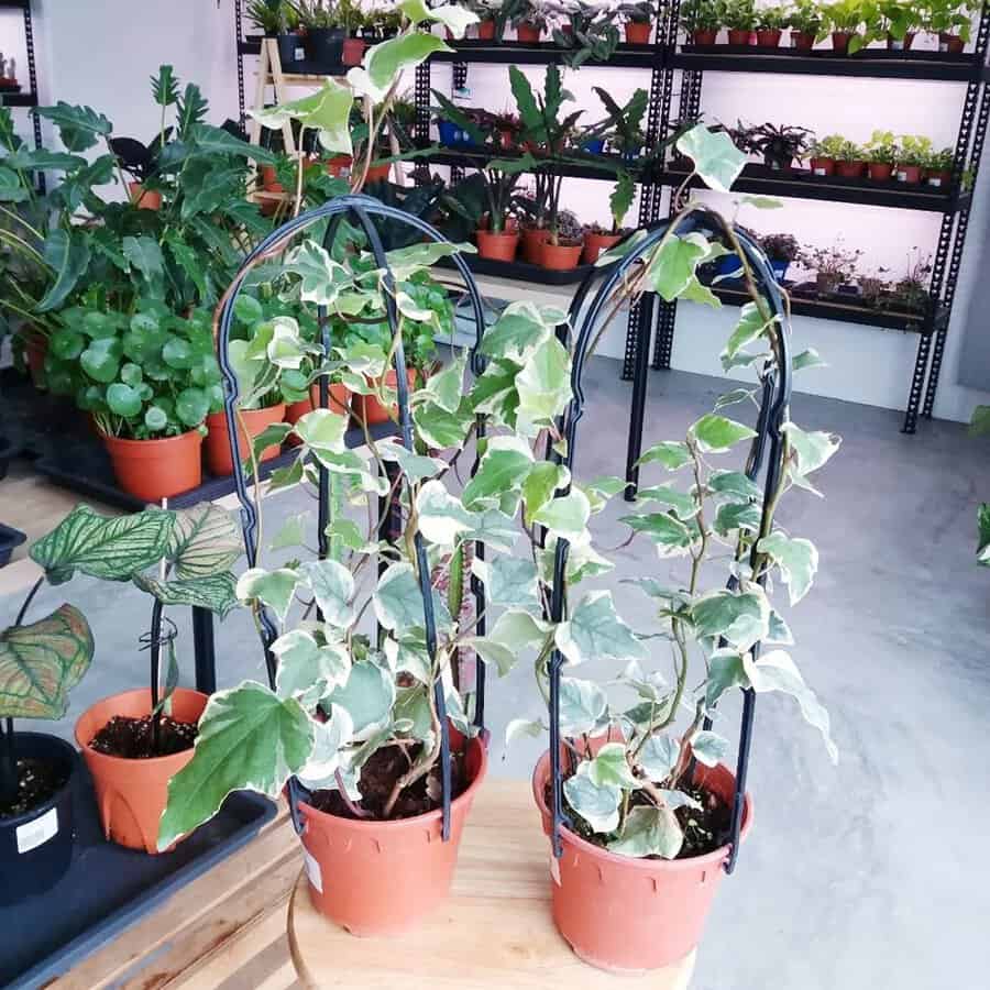 Potted Canary Island ivy with variegated leaves supported by black trellises in a plant nursery.