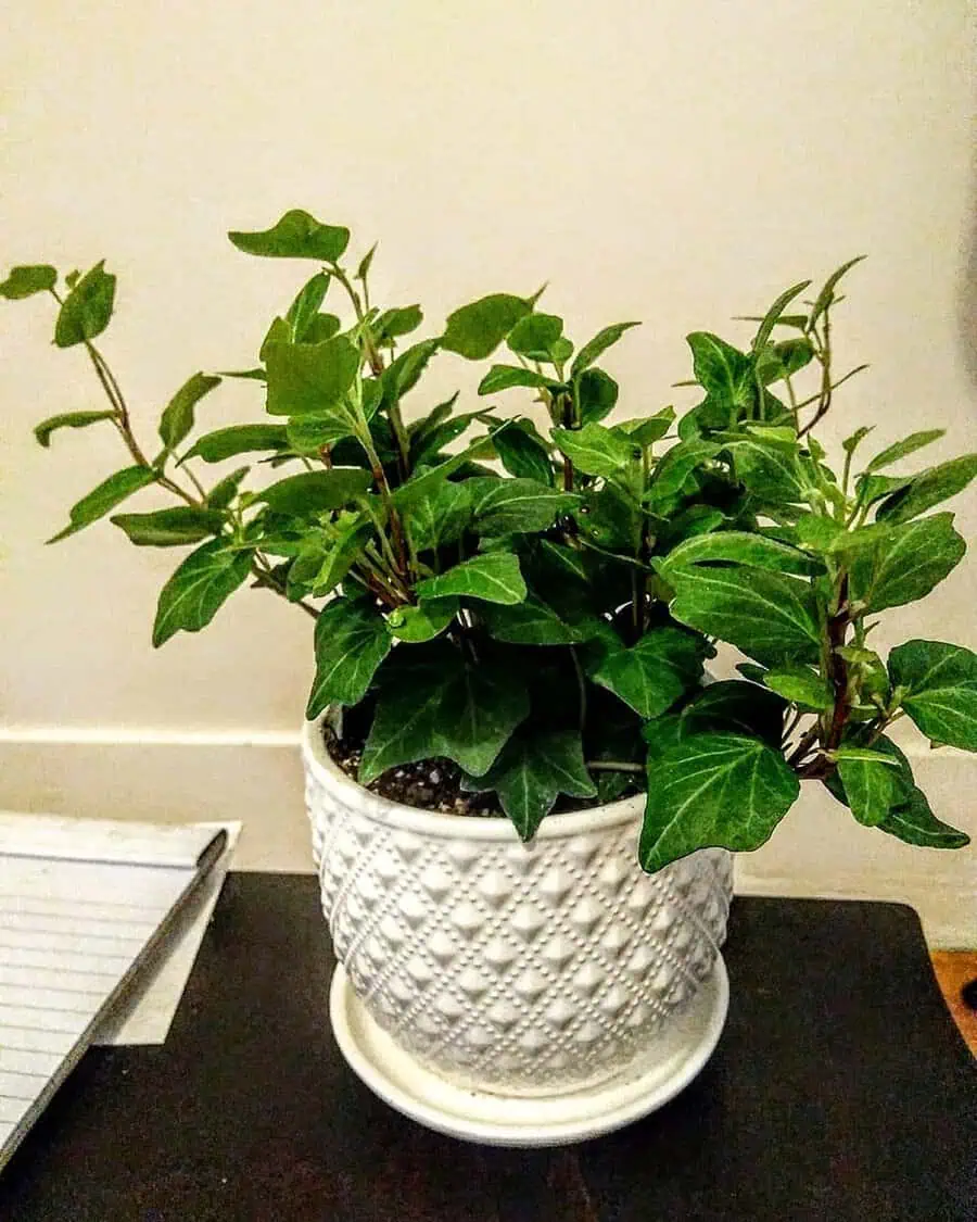 Fan ivy with lush green leaves in a patterned white ceramic pot.