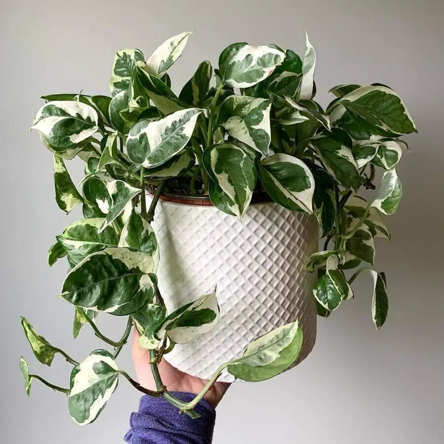 Glacier ivy with variegated green and white leaves in a textured white ceramic pot.