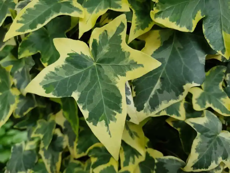 Goldchild ivy with green leaves featuring bright yellow variegated edges.