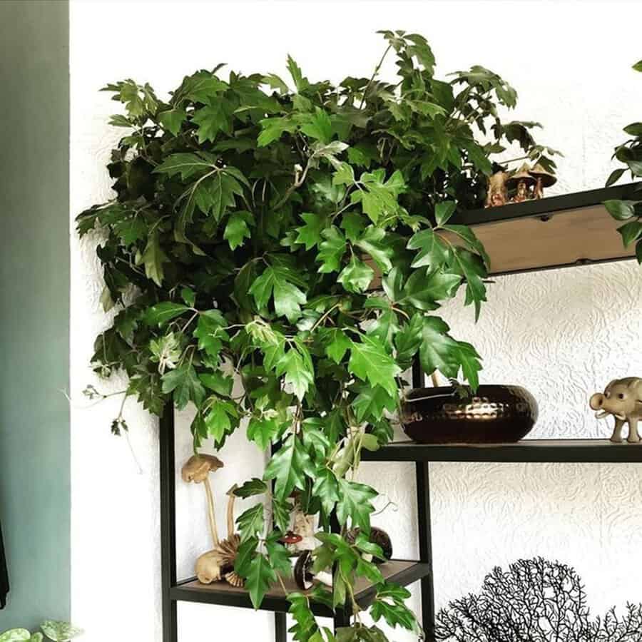 Grape ivy with lush green leaves cascading from a black metal shelf.