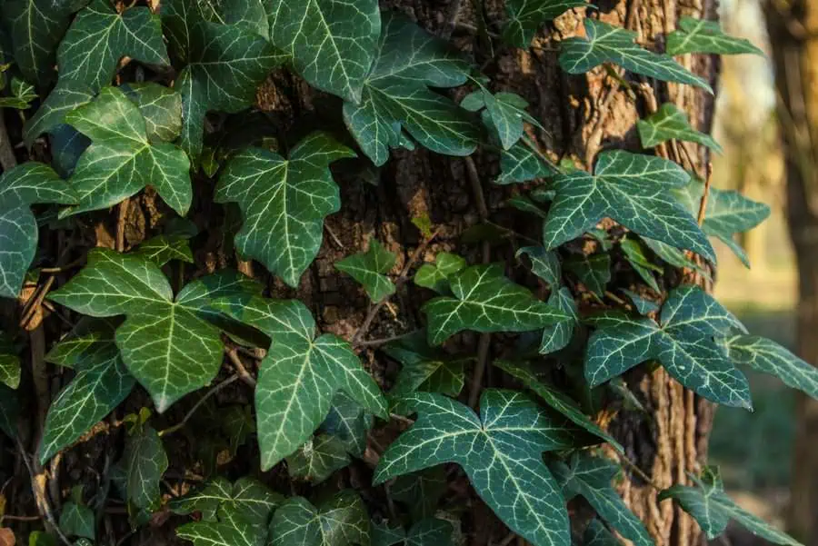 Himalayan ivy with dark green leaves climbing a tree trunk in natural sunlight.