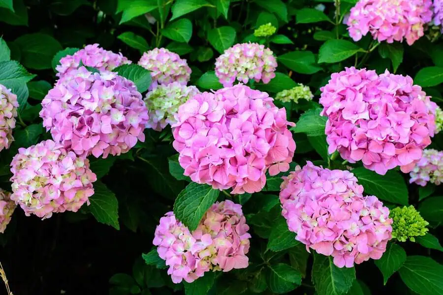 Close-up of vibrant pink hydrangea flowers surrounded by lush green leaves.