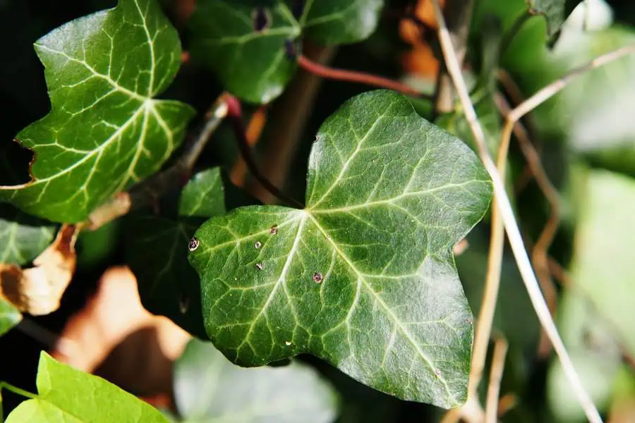 Close-up of a vibrant green Irish ivy leaf with visible veins and natural texture.