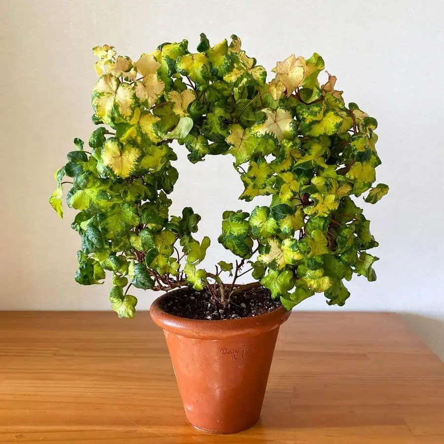 Potted Japanese ivy with variegated green and yellow leaves in a terracotta pot.