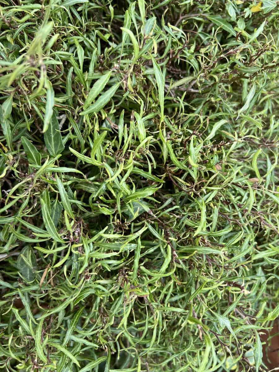 Miniature ivy with thin, delicate green leaves growing densely together.