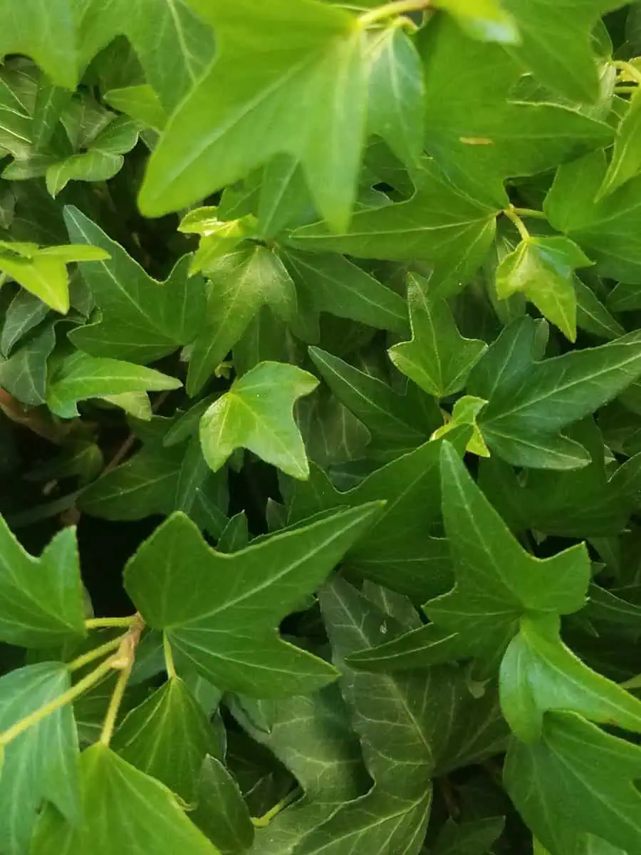 Needlepoint ivy with slender, pointed green leaves in a dense cluster.