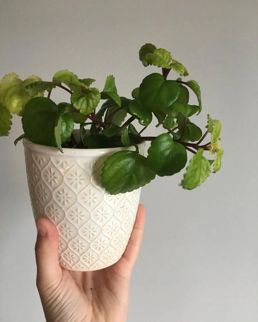 Potted Persian ivy with vibrant green leaves in a decorative white ceramic pot.