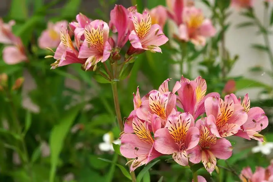 Pink alstroemeria features soft blooms adorned with striking striped patterns, symbolizing friendship and devotion.