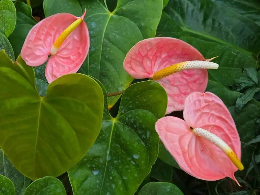 Pink anthurium flowers with glossy green heart-shaped leaves.