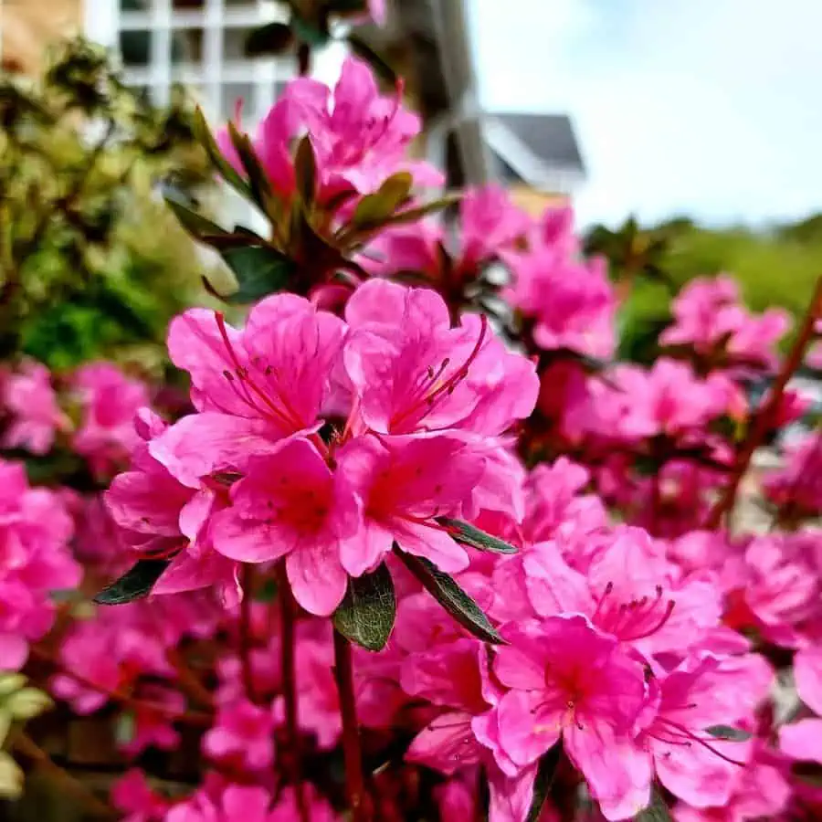 Vibrant pink azalea flowers in full bloom, showcasing their delicate petals and rich hues.