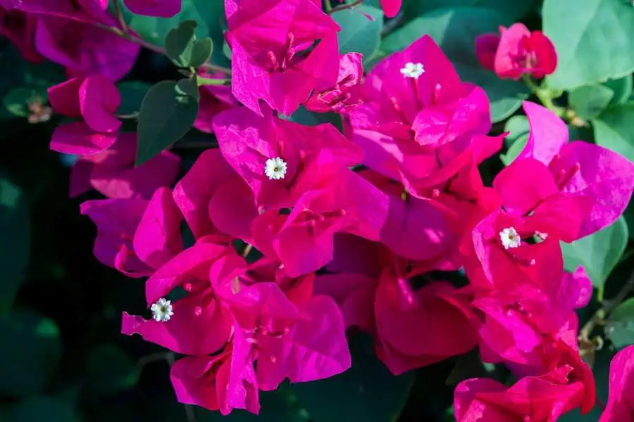 Bright pink bougainvillea blossoms cascade vibrantly, creating a striking contrast against lush green foliage.