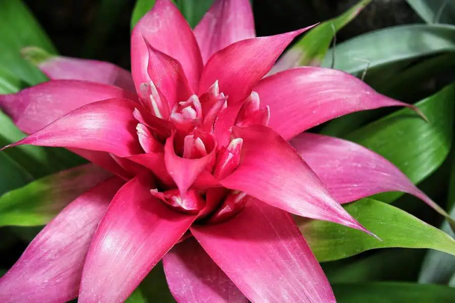 The vibrant pink bromeliad flower features striking, layered petals with a glossy finish, framed by lush green foliage.