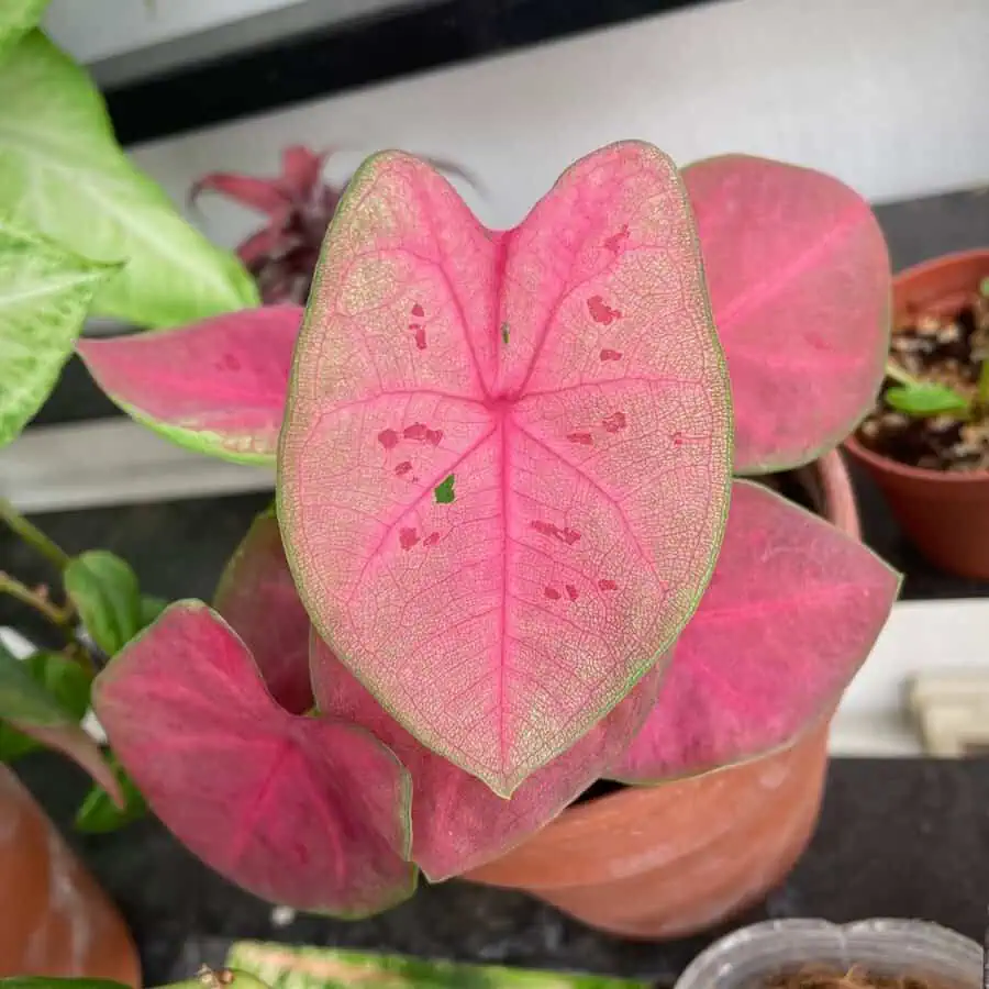 Pink caladiums feature striking pink leaves with green edges, perfect for brightening spaces.