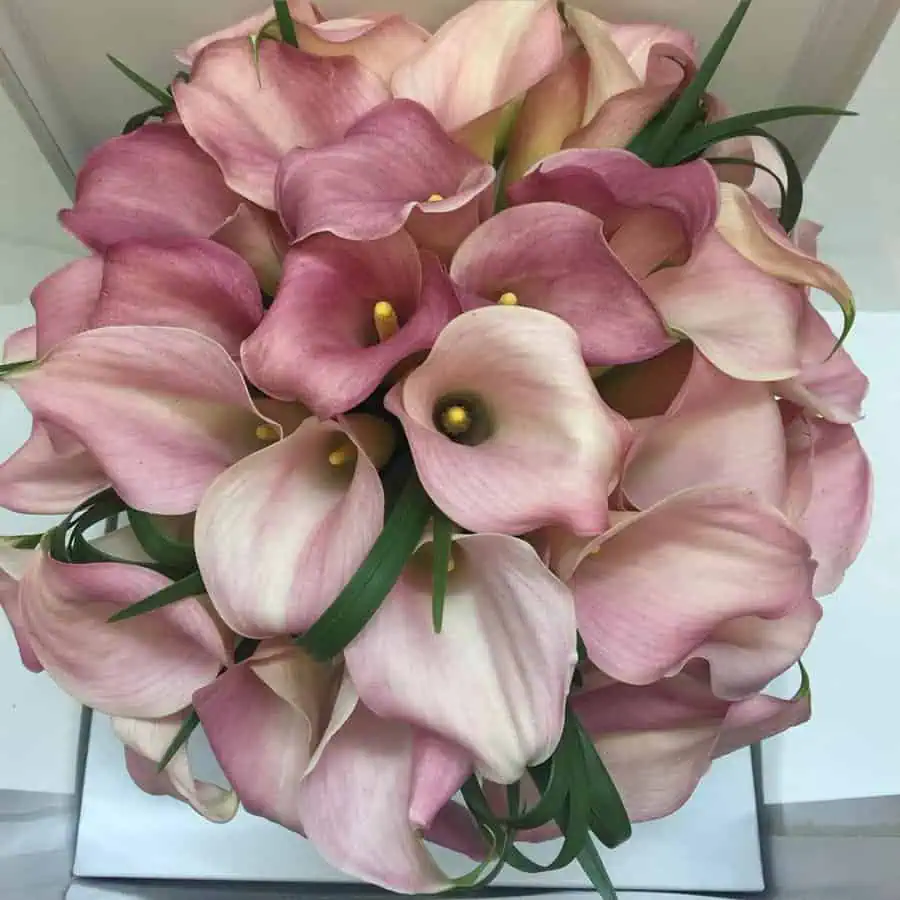 Pink calla lilies showcase graceful trumpet-shaped blooms, representing admiration and romantic elegance.