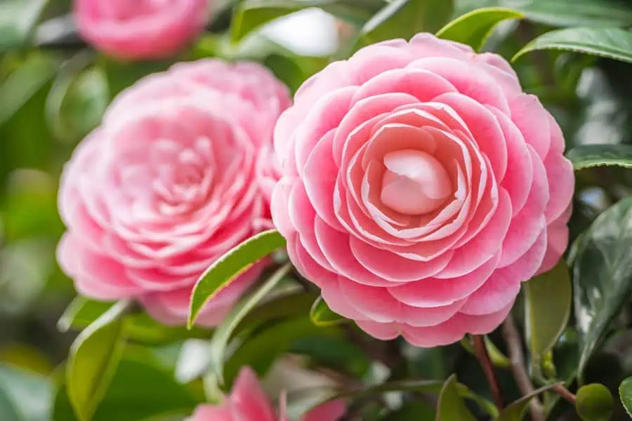 The pink camellias showcase perfectly layered petals forming a rose-like bloom, surrounded by glossy green leaves.