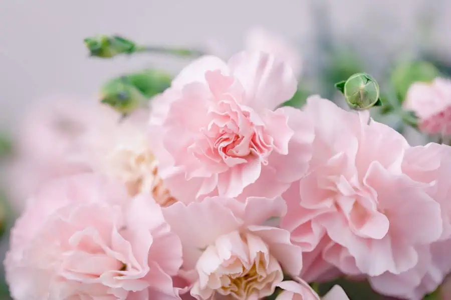 Soft pink carnations with ruffled petals create an elegant and romantic floral display.