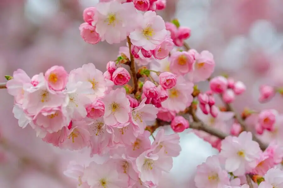 Delicate pink cherry blossoms bloom vibrantly, symbolizing renewal and fleeting beauty.