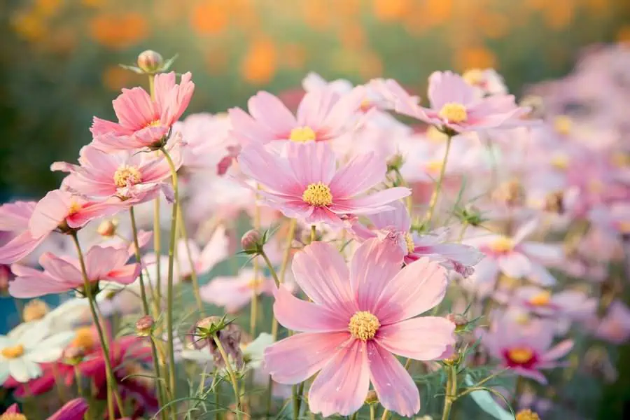 Pink cosmos flowers exhibit delicate, daisy-like petals and vibrant yellow centers, adding elegance to any garden.