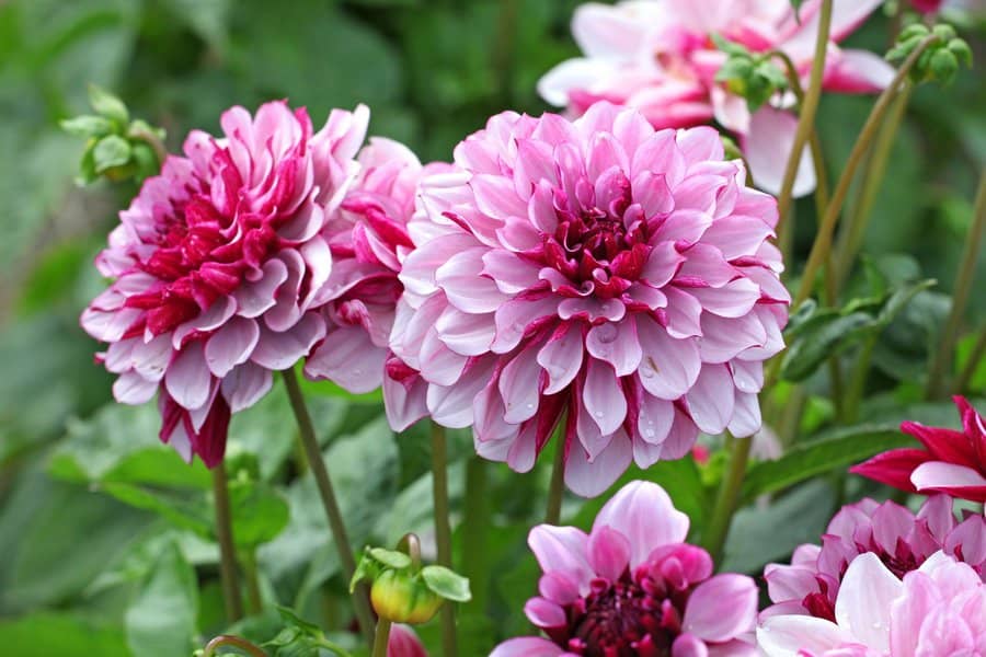 Vibrant pink dahlias with layered petals create a stunning garden display.