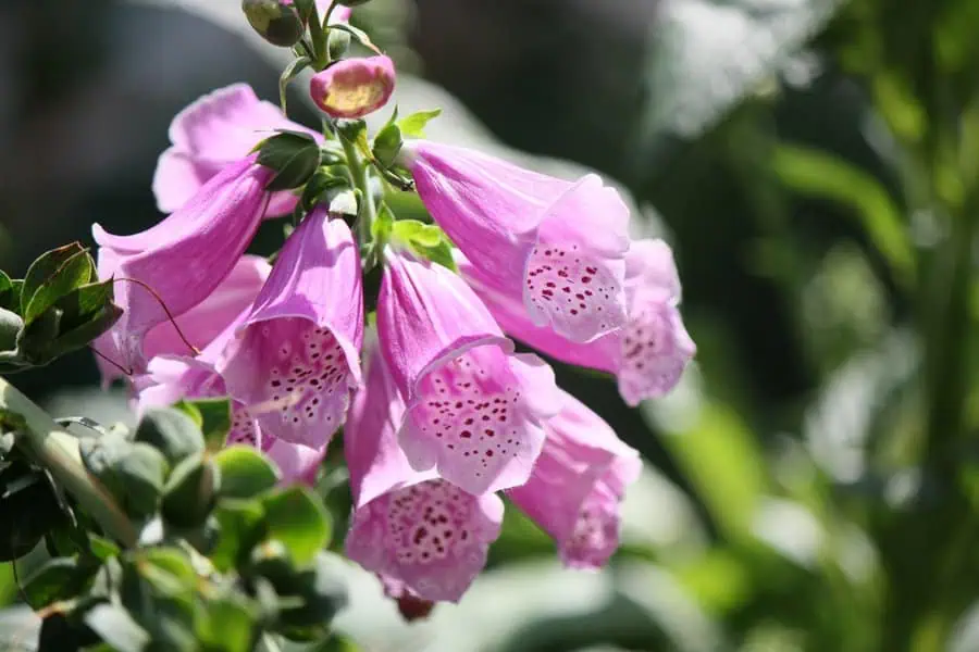 Delicate pink foxglove flowers hang in bell-shaped clusters, dappled with intricate speckles.