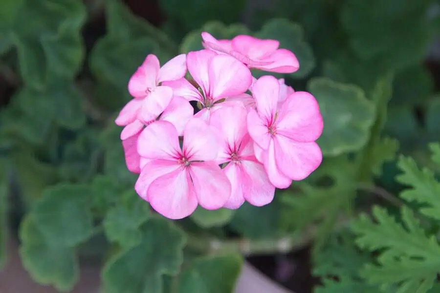 Delicate pink geraniums bloom gracefully, their soft petals standing out against deep green leaves.