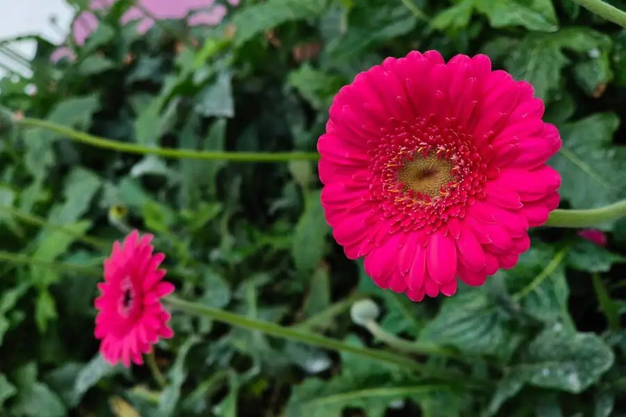 Pink gerbera daisies feature bold, cheerful blooms that brighten any setting, symbolizing admiration and joy.