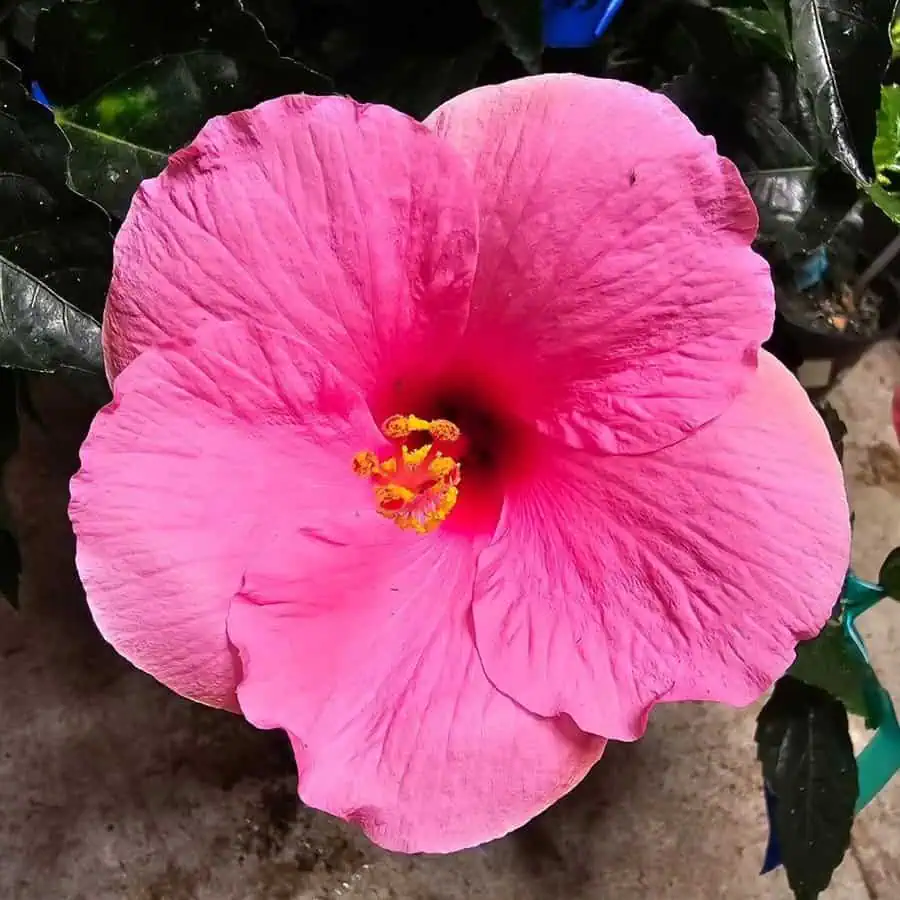 Bright pink hibiscus flower with a yellow stamen and glossy green leaves.