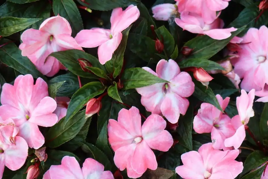 Pink impatiens feature soft, delicate blooms set against rich green foliage, perfect for shaded gardens.