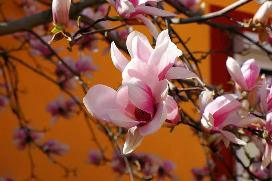 Elegant pink magnolias bloom gracefully on slender branches.