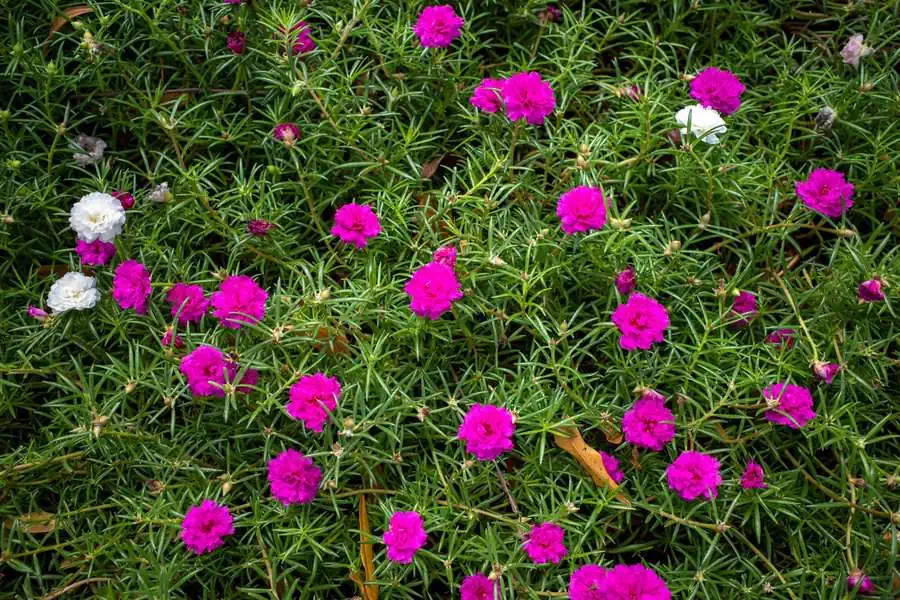 Pink moss rose features bright, delicate flowers nestled among dense, succulent, needle-shaped leaves, creating a vibrant ground cover.