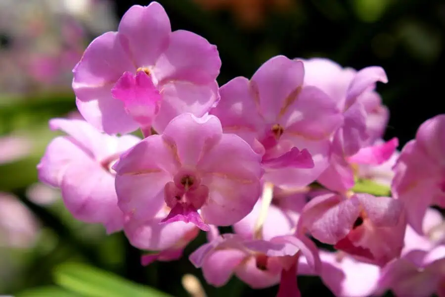 Pink orchids showcase delicate petals and vibrant hues, symbolizing grace and admiration.