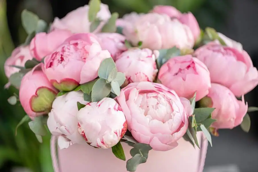 Bouquet of lush pink peonies with green foliage in a soft, pastel arrangement.