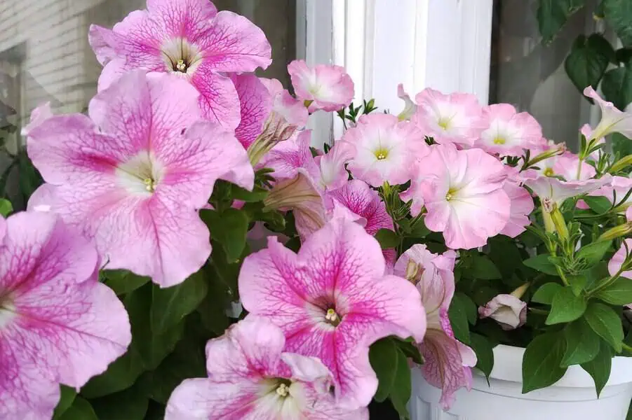 Delicate pink petunias displaying intricate veined patterns and soft gradients, thriving in a vibrant cluster.