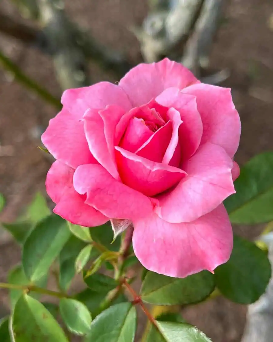 A delicate pink rose in full bloom with soft petals and vibrant green leaves.