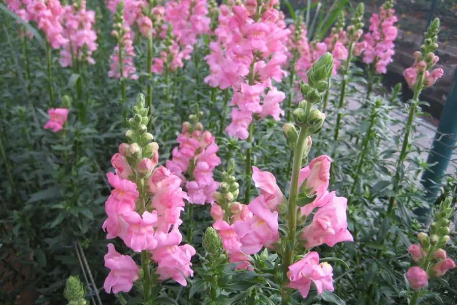 Pink snapdragons feature tall spikes adorned with soft, delicate blossoms, adding charm to gardens.