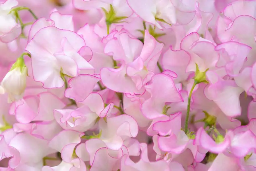 Pink sweet peas display soft, ruffled petals with a delicate fragrance, adding charm to gardens and bouquets.