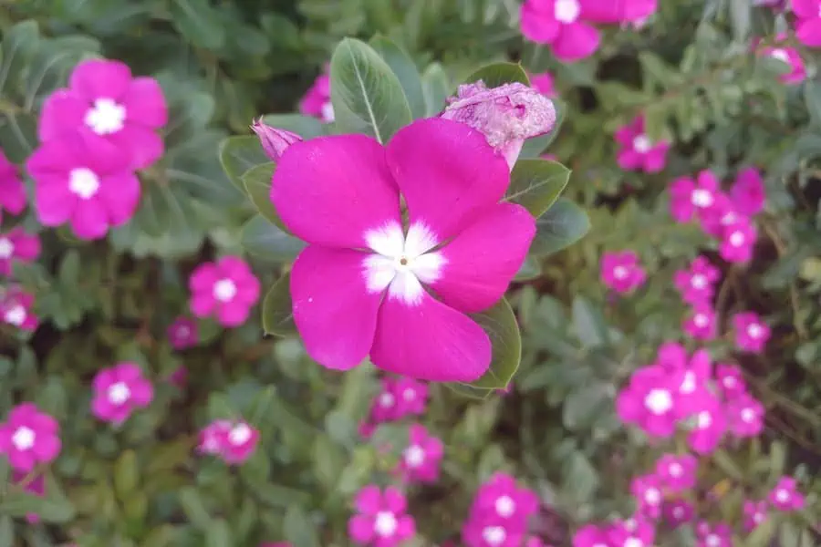 Pink vinca blooms display vibrant petals with a striking white center, symbolizing resilience and charm.