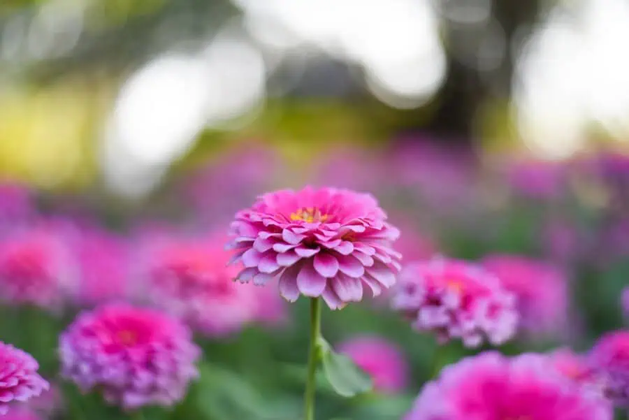 Pink zinnias display layered petals with vibrant hues, creating a cheerful garden highlight.