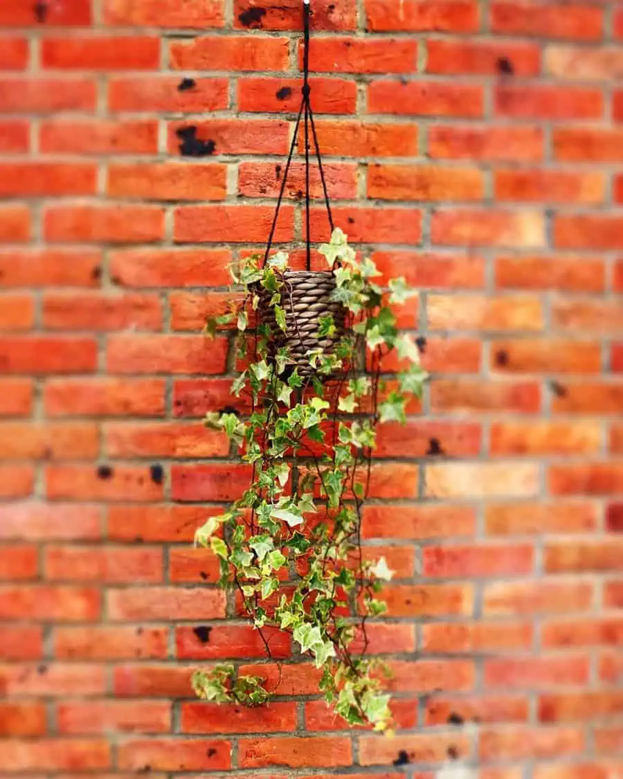 Hanging basket with poison ivy cascading in front of a red brick wall.