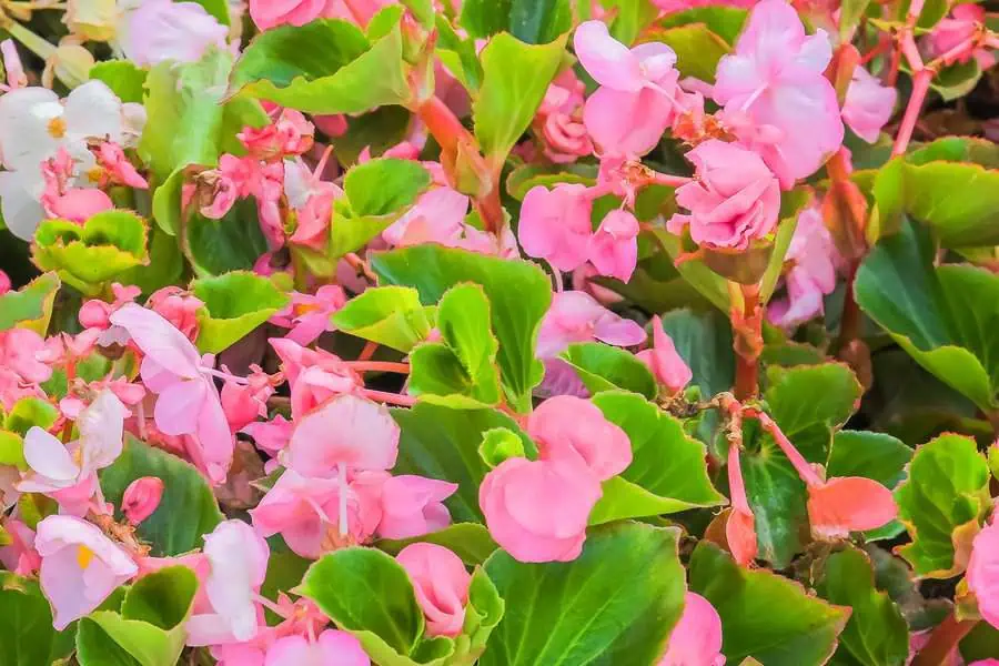 Cluster of pink begonia flowers with vibrant green leaves.