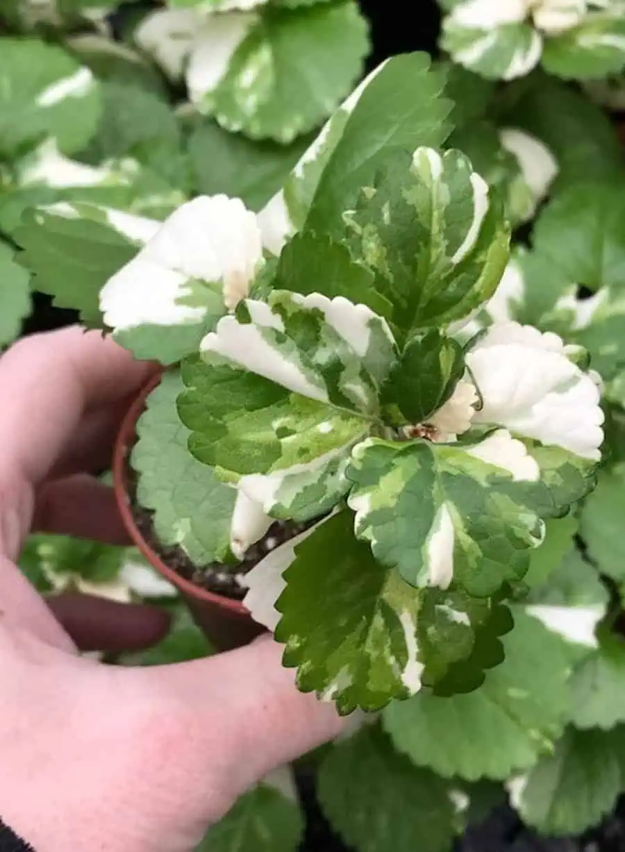 Close-up of Swedish ivy with green and white variegated leaves in a small pot.