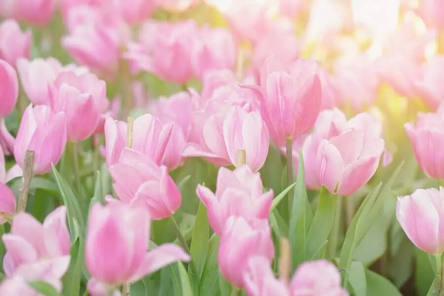 Field of soft pink tulips glowing in gentle sunlight.