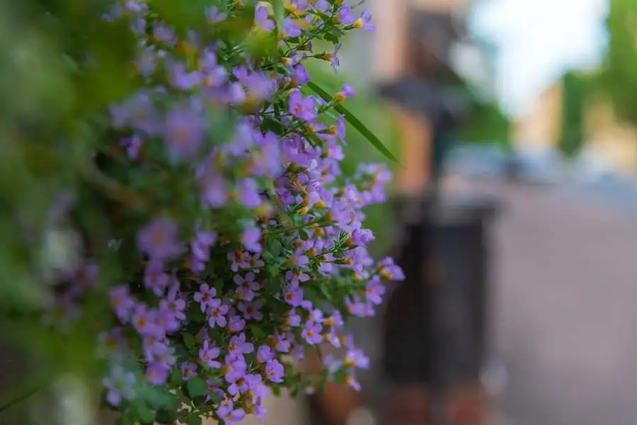 Bacopa plant with delicate purple flowers spilling over a hanging basket.