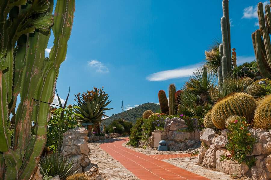 A curved tile path winding through tall cacti, barrel cacti, and rocky elements under a bright blue sky for a desert-inspired landscape.