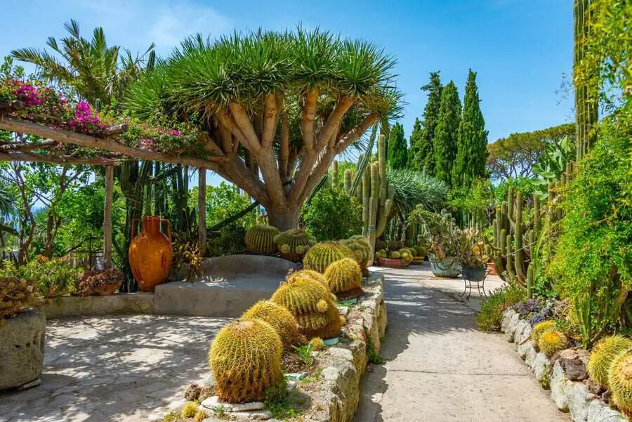 Walkway through a lush cactus garden, featuring a large succulent tree, barrel cacti, and a pergola draped in vibrant blooms.