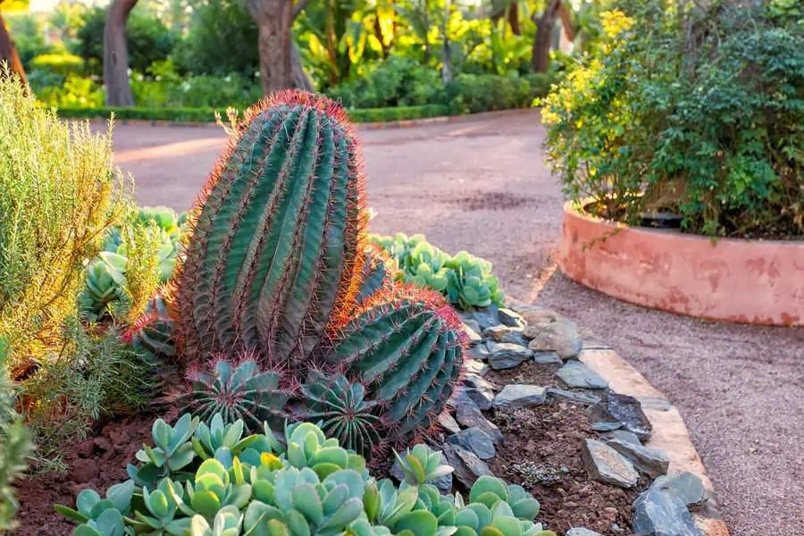23 Cactus Garden Ideas to Create Your Desert Oasis
