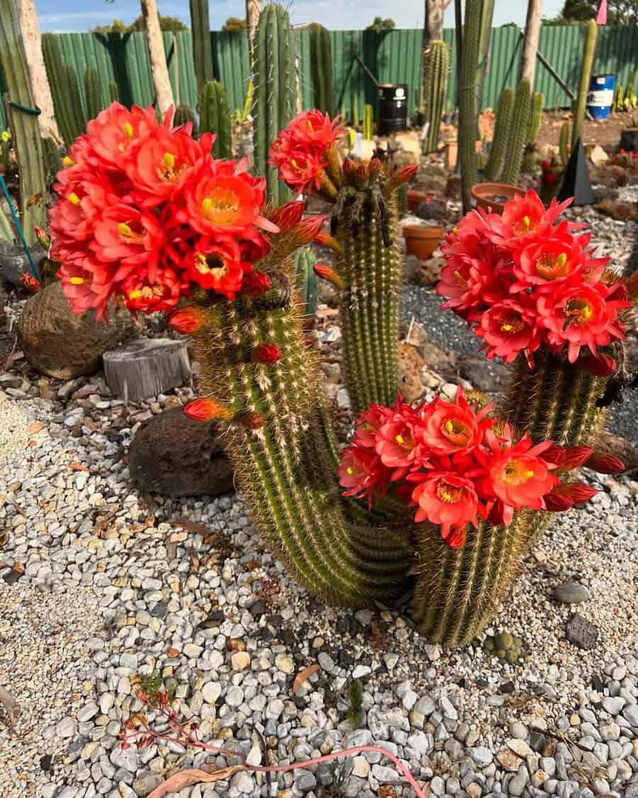 Columnar cactus with bright red blooms in a rocky outdoor garden, surrounded by tall cacti and a clear sky backdrop.