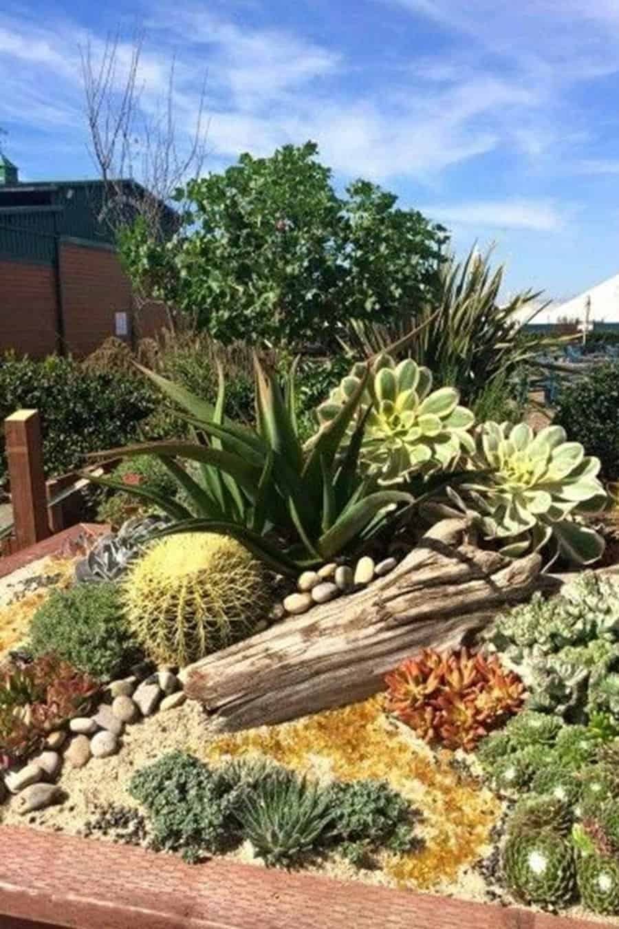 Colorful succulent and cactus display in a raised bed, featuring driftwood and pebbles for a desert-inspired centerpiece.